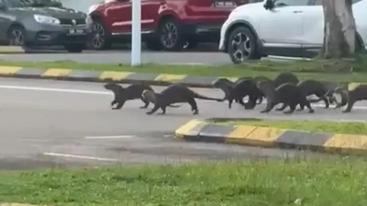 Malezya’da koşu yapan kadına su samurları saldırdı