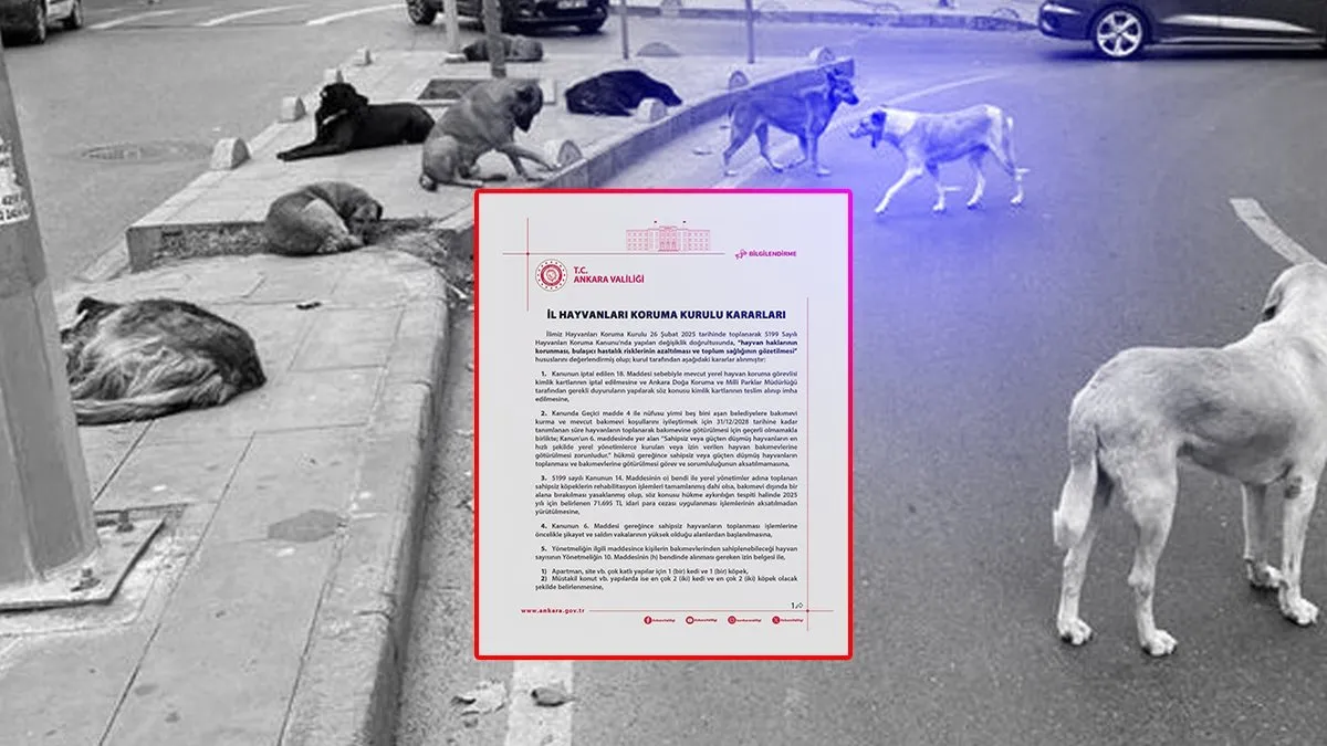 Ankara’da ‘sahipsiz hayvanlar’ için karar alındı: Tam 71 bin 695 TL ceza!